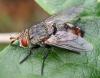 Peleteria iavana